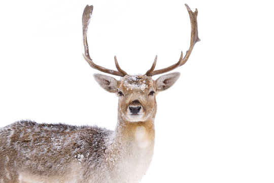 Fallow deer buck with big antlers isolated on a white background closeup in a winter field in Canada