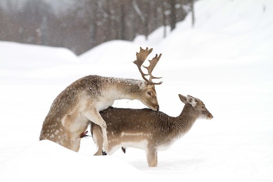 Fallow deer mating in a winter field