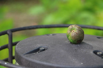 Fruit at the top of the street lamp / 街灯の上に落ちた