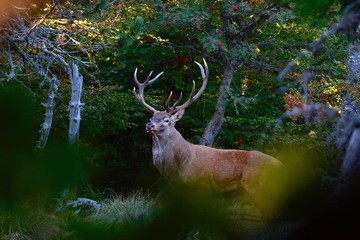 Brame du cerf 2016