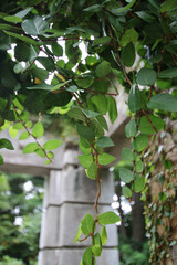 Leaves of ruins / 遺跡の葉っぱ