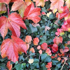 Colourful fall leaves