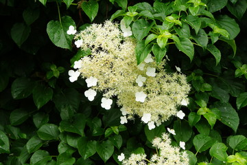 Kletter-Hortensie, Kletterhortensie (Hydrangea petiolaris)