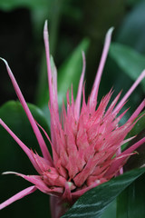 Acalypha hispida / ベニヒモノキの花