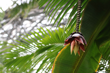 Cooking banana flower / リョウリバナナの花