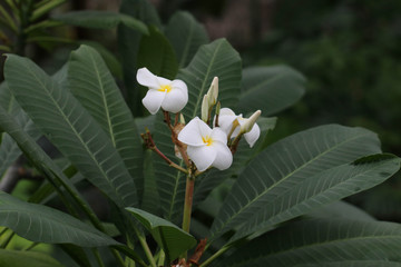 Schima mertensiana / ヒメツバキの花