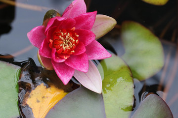 Water lily flower / 睡蓮の花