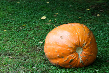 Big pumpkin / 大きなかぼちゃ