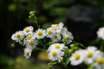 Feinstrahl (Erigeron annuus) auch Wei&szlig;es Berufkraut