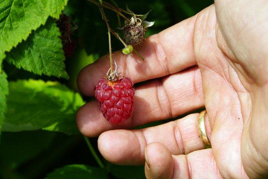 reife Himbeere (Rubus idaeus) am Strauch