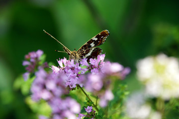 Landkärtchen (Araschnia levana) auf Minze-Kultivat (Mentha)