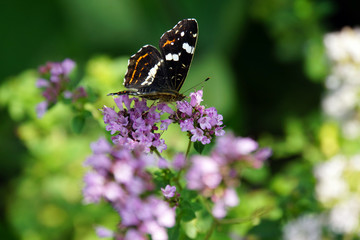 Landkärtchen (Araschnia levana) auf Minze-Kultivat (Mentha)