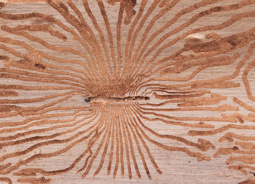 corteccia di albero rovinata dal tarlo