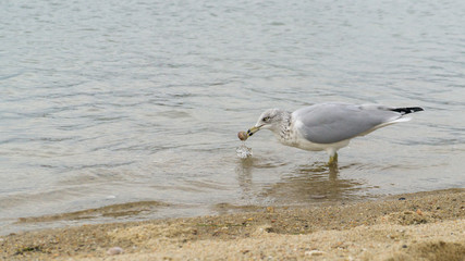 Seagull in water catching a shell