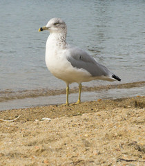 Seagull hanging out at beach