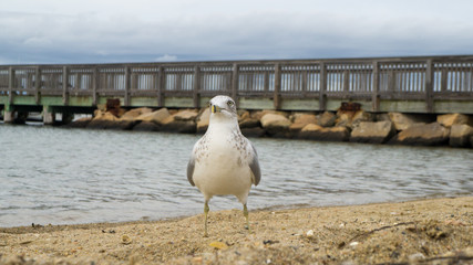 Seagull hanging out at beach