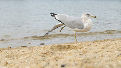 seagull stretching wing and leg at beach