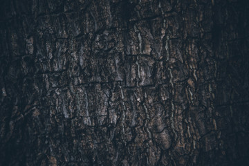 Obraz premium Wood Texture Abstract Background