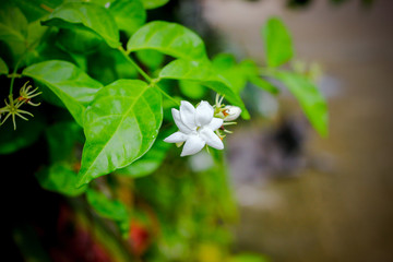 Jasmine