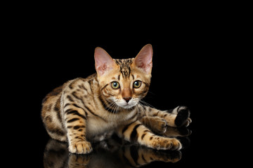 Fototapeta na wymiar Adorable Bengal kitten Lying on isolated Black Background with reflection, front view