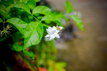 Jasmine