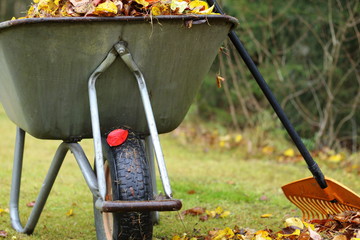 The rake is leaning against the wheelbarrow. Colorful autumn leaves.