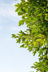 group of green leaf and sky,cloud and blue sky,green leaf from garden,green leaf make oxygen