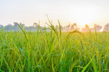 Green rice in farm with sunrise background