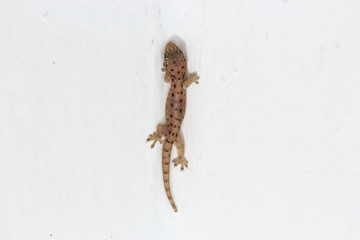 Gecko lizard on white wall