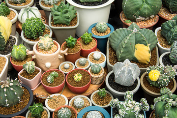 Cactus nursery in home