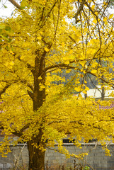 The ginkgo trees scenery in autumn 