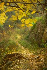 The ginkgo trees scenery in autumn 