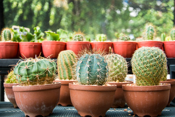 Cactus nursery in home