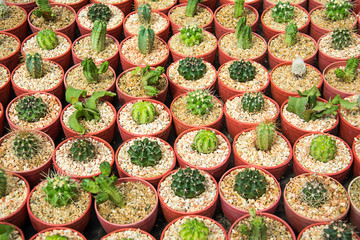 Cactus nursery in home