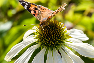 a painted lady butterfly on a echinacea flower