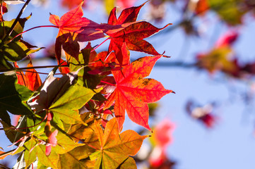Autumn maple leaves