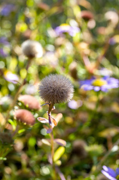 aster flowres, Aster hayatae