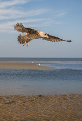  Eismöwe Larus hyperboreus