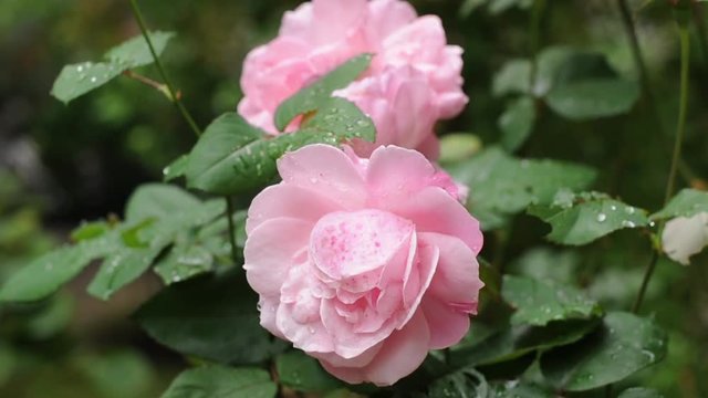 Video of pink roses in the garden
