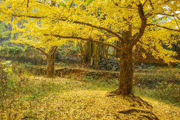 The ginkgo trees scenery in autumn 