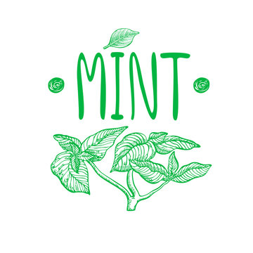 Mint. Vector hand drawn graphic illustration.