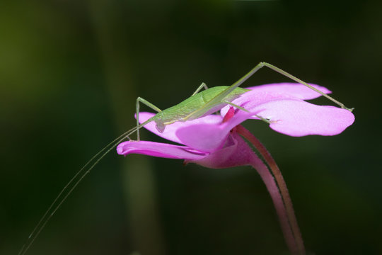 Grasshopper in Thailand. 