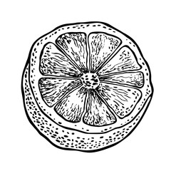 lemon. Vector hand drawn graphic illustration.