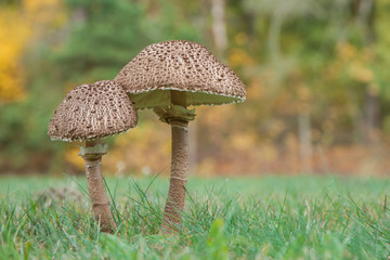 Riesenschirmling (Macrolepiota procera) © pit24