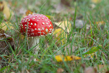 Fliegenpilz (Amanita Muscaria)