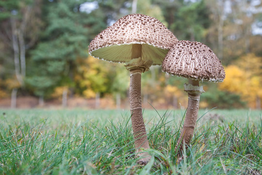 Riesenschirmling (Macrolepiota Procera)