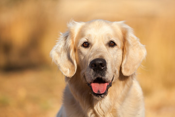 Golden Retriever Dog Smiling