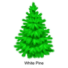 Christmas vector tree like white pine for New year celebration without holiday decoration, evergreen xmas plants