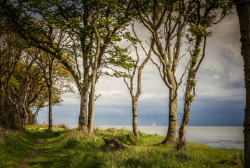 Obraz premium Path through the forest, overlooking the ocean