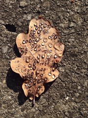 Eichenlaub im Herbst